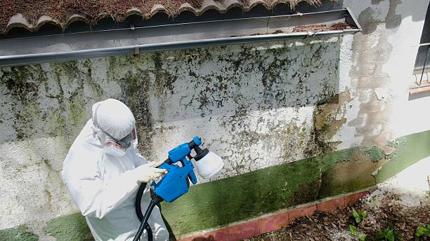 Top rated local Mold Testing specialists in Bridgewater, VA